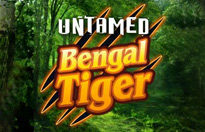 Untamed Bengal Tiger