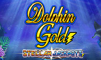 dolphin’s gold stellar
