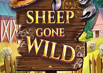 Sheep Gone Wild