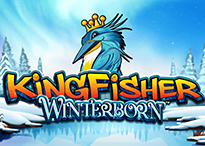 Kingfisher Winterborn